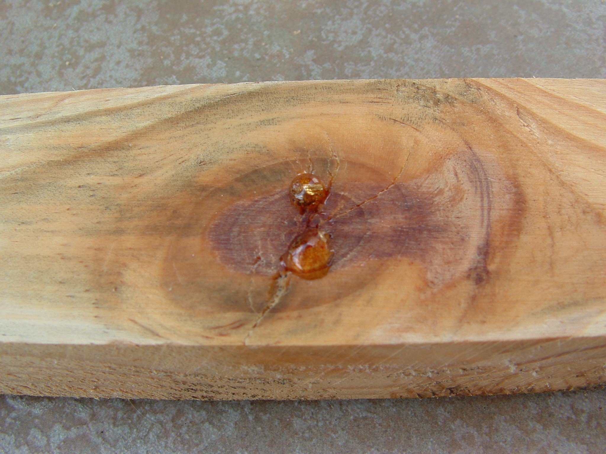 Paint problems – Timber Substrates